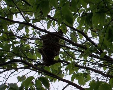 Honeybee Swarms Image
